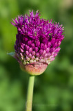 Thistle  flower