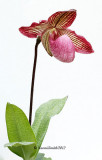 Paphiopedilum Species & Hybrids