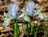 Iris reticulata - Katharine Hodgkin Ap13 #2280