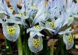 Iris reticulata - Katharine Hodgkin AP13 #2285-2