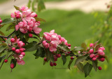 Crabapple blossoms MY13 #6219