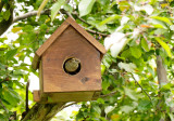House Sparrow Nest Box MY13 #3884