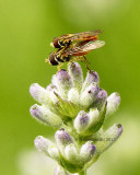 Mating Syrphids JN13 #6852