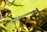 Eastern Forktail - Ischnura verticalis Mature Female JN13 #6258