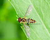 Toxomerus geminatus JN13 #5634