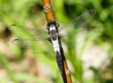 Chalk-fronted Corporal JN13 #6000