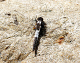 Chalk-fronted Corporal JN13 #6066