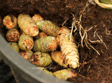 Squirrel Cache-Cones In Iris Pot AU13 #2897