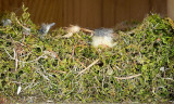 Black-capped Chickadee nesting material in box MY13 #2908