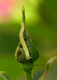 Looper larvae On Rosebud JL13 #8831