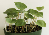 Arisaema candidissimum JA9 #8469