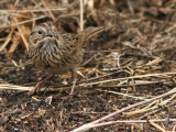 Lincolns Sparrow - Jan. 28/06