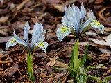Iris reticulata - Katharine Hodgkin AP14 #6560