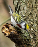 Chestnut-sided Warbler MY14 #7707