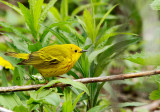 Yellow Warbler - Dendroica petechia  MY14 #7585