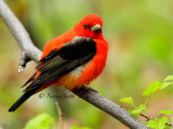 Scarlet Tanager MY14 #8590