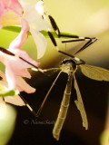 Phantom Crane Fly MY14 #9632