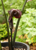 Arisaema griffithii MY14 #9453