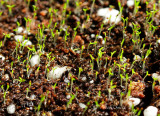 Irish Moss MR14 #5842