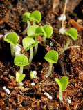 Coleus-MR14 #5861