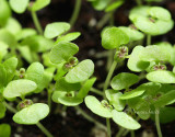 Coleus MR14 #6262