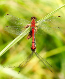 Meadowhawks Mating AU14 #0478