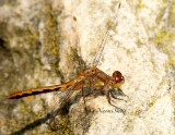 Meadowhawk AU14 #9974