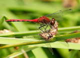 White-faced Meadowhawk AU14 #0453