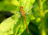 Yellow-legged Meadowhawk AU14 #0473