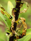 Lily Leaf Beetle-Larval damage  JN14 #2382