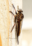 Robber Fly AU14 #9172