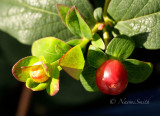 Hypericum Seedpod S14 #4154