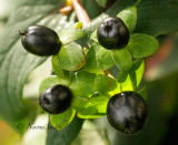 Hypericum Seedpods S14 #4144