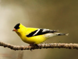 American Goldfinch MY15 #8161