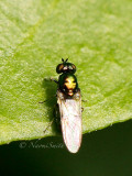 Microchrysa polita JL14 #7807