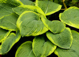 Hosta (Name tag lost)  JN15 #9437