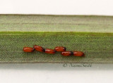 Lily Leaf Beetle Ova JN15 #9645