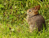 Eastern Cottontail - Sylvilagus floridanus  JN15 #1138