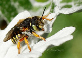 Anthidium - Wool Carder Bee
