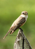 Vermillion Flycatcher I2 - Mexico  JA06