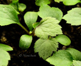Clematis heraclefolia seedlings F/MR15 #6035
