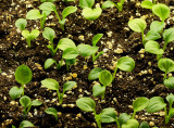 Hosta - 2cm F/MR15 #5889