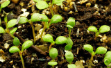 Joe Pye Weed F/MR15 #6151