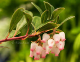 Arctostaphylos uva-ursi Vancouver Jade AP15 #7094