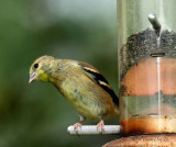 American Goldfinch AU15 #5971