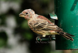 House Finch - moulting AU15 #4409