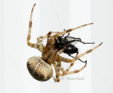 Araneus diadematus AU15 #5447