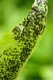 Four-lined Plant Bug Leaf damage JN15 #2065