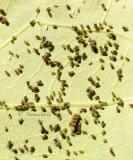 Syrphid larvae with eggs and aphids  JL15 #8825