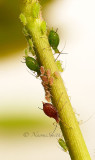 Aphids on rose plant MY16 #3439